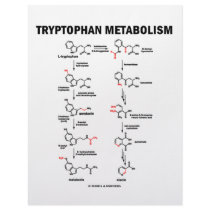 Tryptophan Metabolism (Chemistry) Letterhead