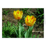 Tu tulips cards