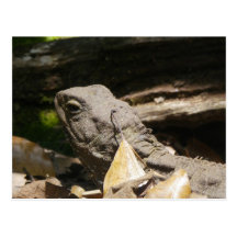 Tuatara - A Living Fossil Postcards