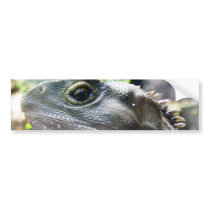 Tuatara Bumper Stickers