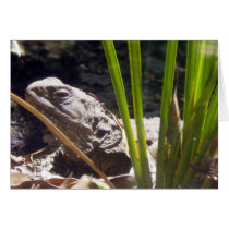 Tuatara Cards