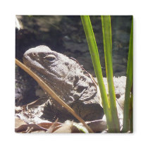 Tuatara Refrigerator Magnet