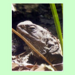 Tuatara postcards