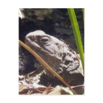 Tuatara Post Card