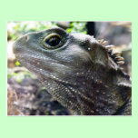 Tuatara postcards