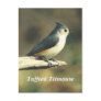 Tuffted Titmouse