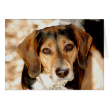 Tuffy, the beagle mix cards
