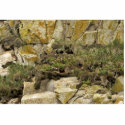 Tufted Puffin burrows, Castle Rock photo sculptures