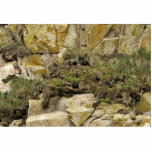 Tufted Puffin burrows, Castle Rock photo sculptures