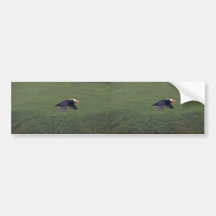 Tufted Puffin in flight, Aiktak Island, Alaska Bumper Sticker