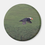 Tufted Puffin in flight, Aiktak Island, Alaska Refrigerator Magnet