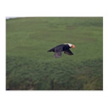 Tufted Puffin in flight, Aiktak Island, Alaska Post Cards