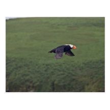 Tufted Puffin in flight, Aiktak Island, Alaska Post Cards
