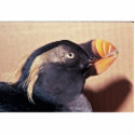 Tufted Puffin, non breeding 1980 002784 photo sculptures