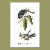 Tufted Titmouse, John Audubon posters