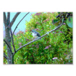 Tufted Titmouse: Newly Fledged Baby Bird Photo Print