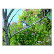 Tufted Titmouse: Newly Fledged Baby Bird Photo Print
