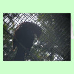Tui cards