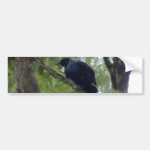 Tui in Rimu Tree Bumper Sticker