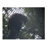 Tui Postcards