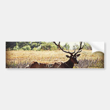 Tule Elk Bull Bumper Sticker