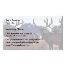 Tule Elk Bulls Business Card Template