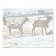 Tule Elk Personalized Announcements