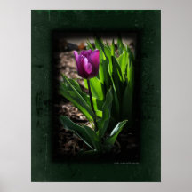 Tulip 0243 Green Canvas Print