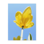 Tulip 53 ~ postcard