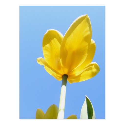 Tulip 53 ~ postcard