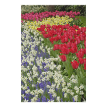 Tulip and daffodil garden, Keukenhof Gardens, Photo Art