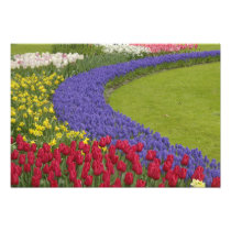 Tulip and Grape Hyacinth and daffodil garden,