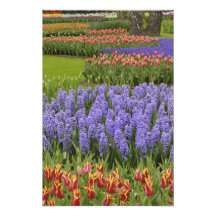 Tulip and Hyacinth garden, Keukenhof Gardens, Photo