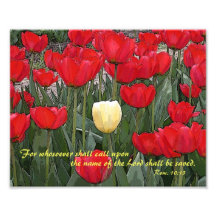 Tulip Bible Verse 8x10 Print Photo Art
