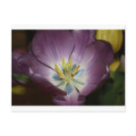 Tulip Blooming Post Card