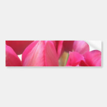 Tulip Bulbs Bumper Stickers