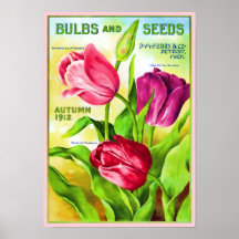 Tulip Bulbs Catalogue Illustration Poster
