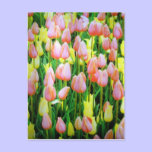 tulip colours postcards