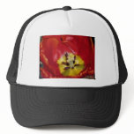 tulip.deep red hats