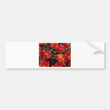 tulip,double red tulip bumper stickers