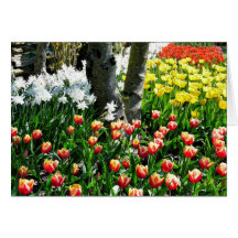 Tulip Festival 209 Cards