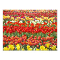 Tulip Festival Photography Fine Art Prints