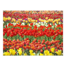 Tulip Festival Photography Fine Art Prints