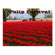 Tulip Festival Post Card