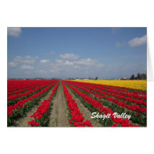 Tulip Festival, Skagit Valley Greeting Cards