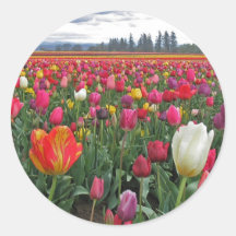 Tulip Festival Sticker