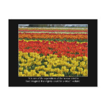 Tulip Field and Voltaire Quote Postcards