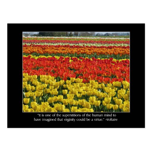 Tulip Field and Voltaire Quote Postcards