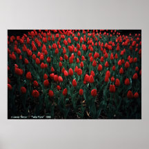"Tulip Field" by: Janet Terner Poster