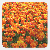 Tulip Field Square Sticker